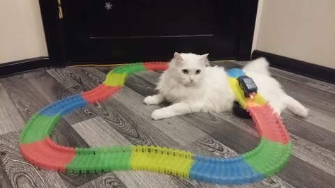 Train Track Cat