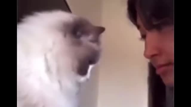 Funny Cat's Compilation Video