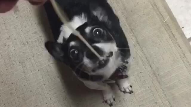 Black and white dog eats spaghetti