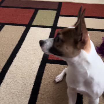 Quiet Please - No barking