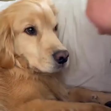 A little girl plays with her dog in an amazing and funny way