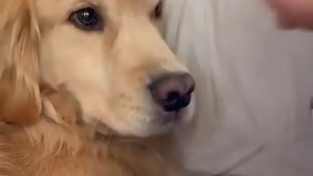 A little girl plays with her dog in an amazing and funny way