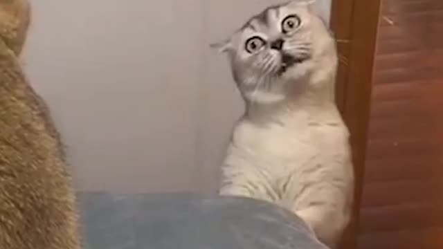Funny Cats Funny Cat Videos #15