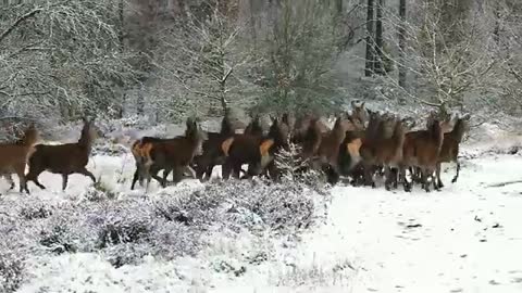 Wildlife Free Nature animals Videos video Royalty free nature videos_360p.mp4
