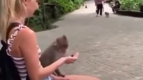 Monkey gets angry....