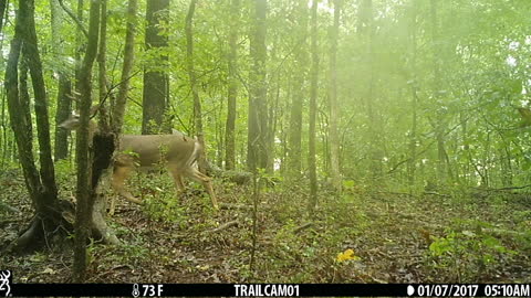 Nice Buck