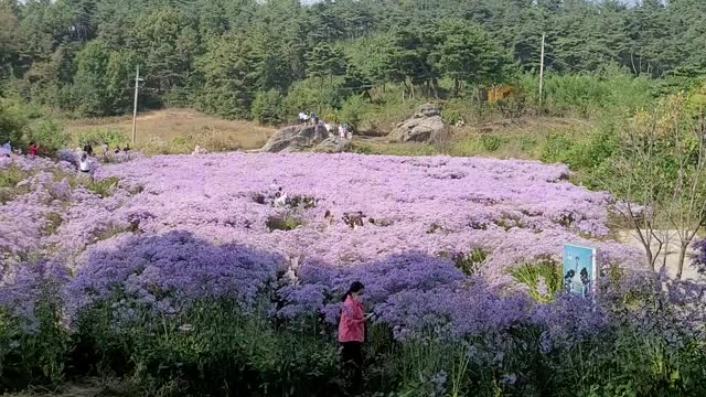 Korea temple flower