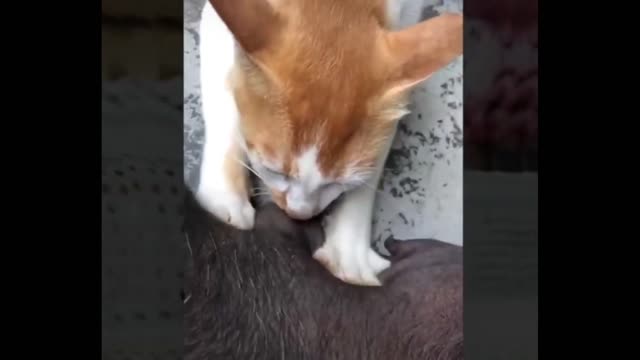 The dog fell asleep, while the cat sucked on her breast