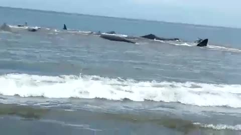 Whale stranded in the sea of ​​Aceh, Indonesia