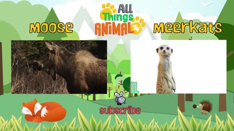 Funny Toddler Animal Video