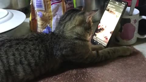 Grey Cat Caught Watching Videos