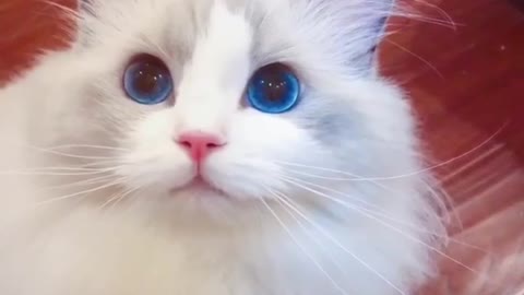 Lovely little white cat