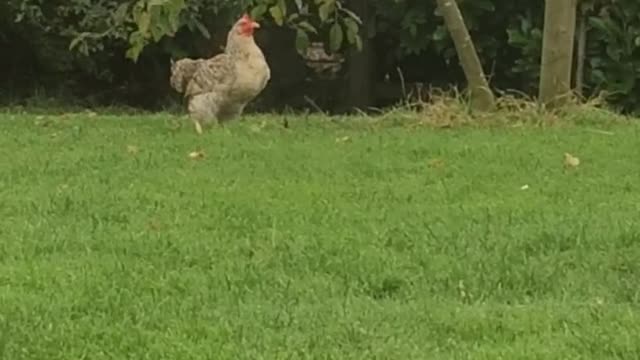 Chicken Goes Bobbing For Apples In Anticipation Of Halloween