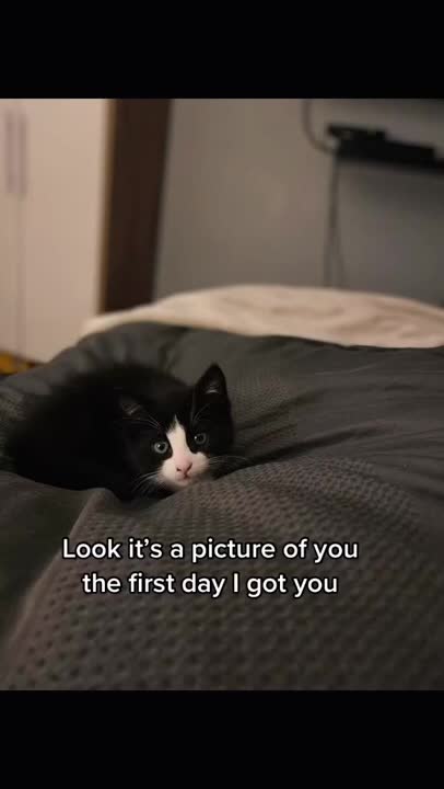 Cats,Funny Cats,Cute Cats, Cats Meowing,Funny Cat Videos,Cute Cat videos,_OMG Cute & Funny Cats