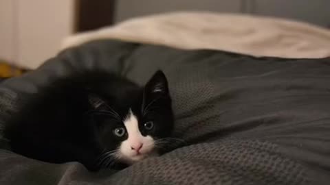 Cats,Funny Cats,Cute Cats, Cats Meowing,Funny Cat Videos,Cute Cat videos,_OMG Cute & Funny Cats