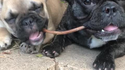 French Bulldog Puppy’s