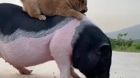 Pet pig