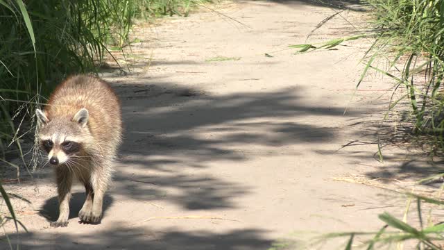 Cute wild raccoon walking on a trail in Florida park