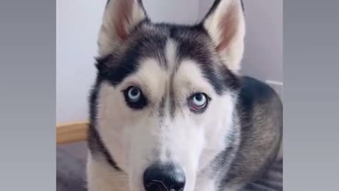 Husky reaction