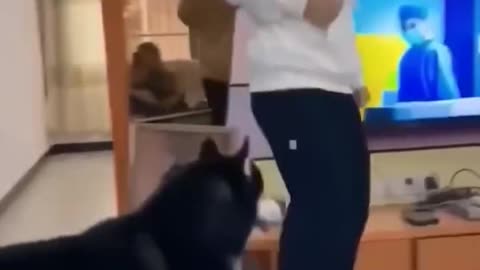 Funny Dog
