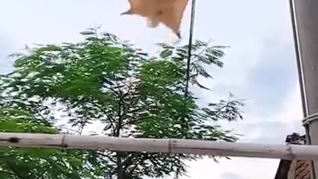 flying cat