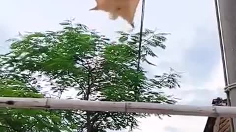 flying cat