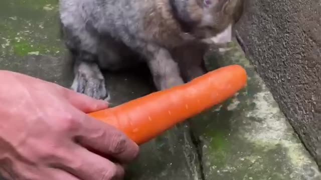 rabbit and carrot