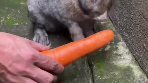 rabbit and carrot