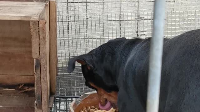 Little Black Dog So Smart When Eating His Fried Chicken