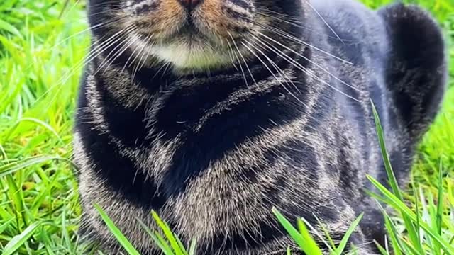 Morpheus is our awkward lil man who just likes to be included
