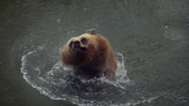 Bathing brown bear