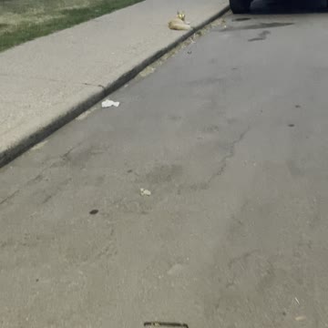 A cute cat relax on side walk