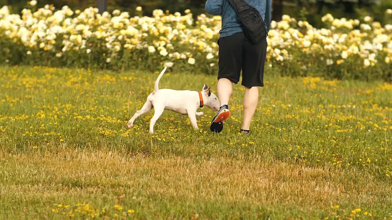 Man walking with a dog