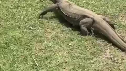 Komodo dragon in nature