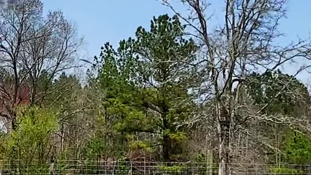 CloroxMistChallenge#strawhatparrots