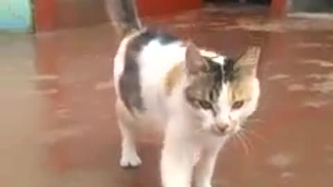 Cat chat cat 🐈cat