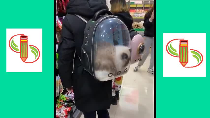 Tik Tok Pets: Funny Cute Animals Video #33