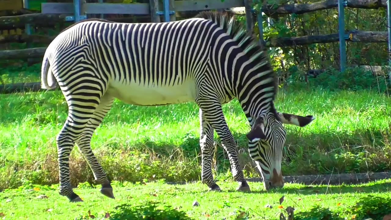 Zebra