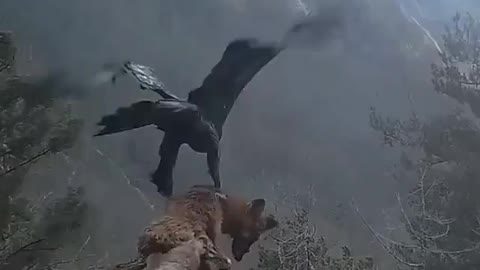 Flight Of The Eagle