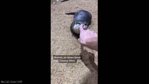 cute animals