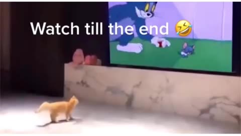 Tom and Jerry didn't lie to us, cats run like cartoons Watch until the end