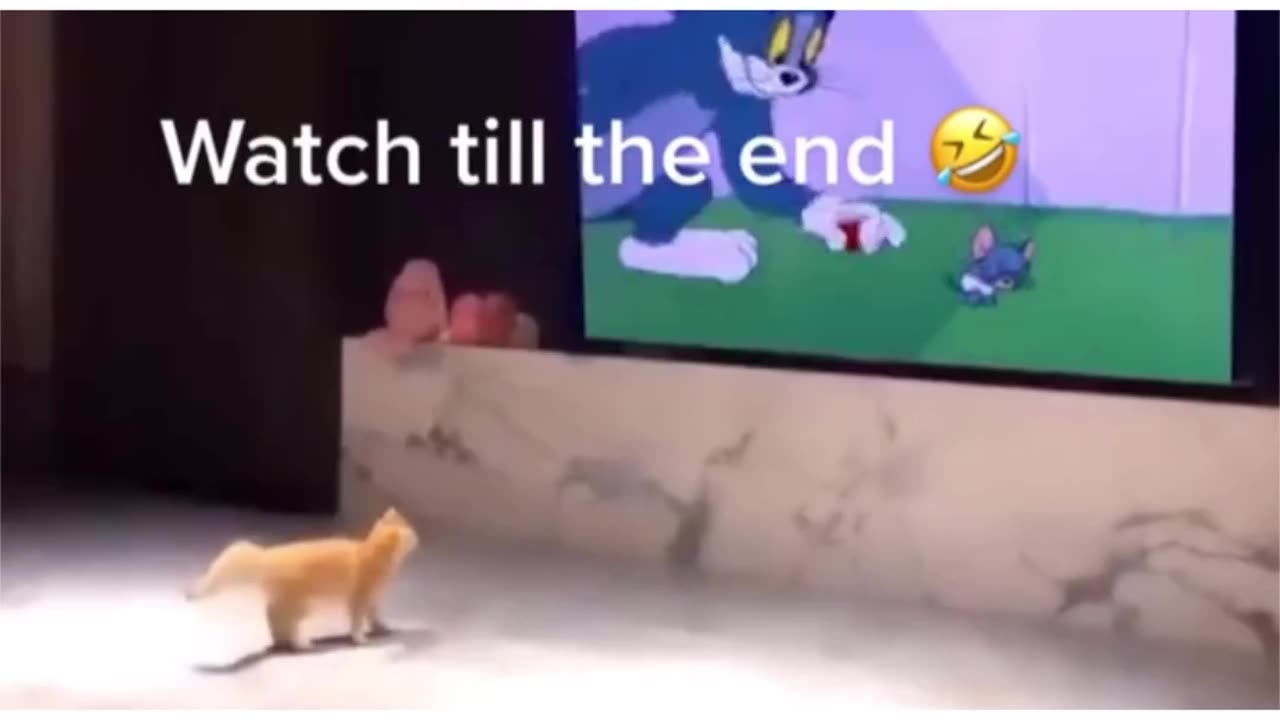 Tom and Jerry didn't lie to us, cats run like cartoons Watch until the end