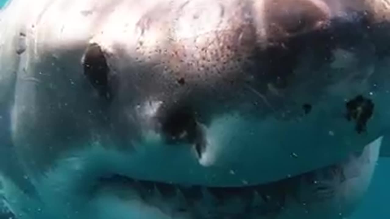 Shark Smile