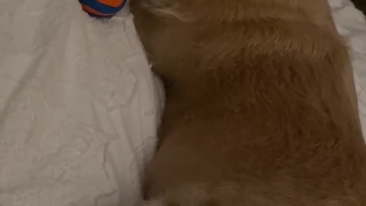 BERKELEY FINISHES UP A RAWHIDE BONE