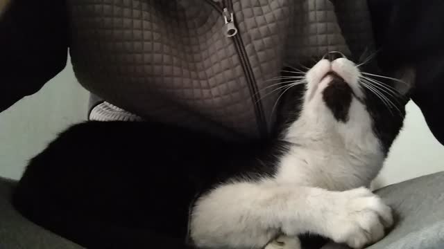 Cute Pet Cat talking to his owner