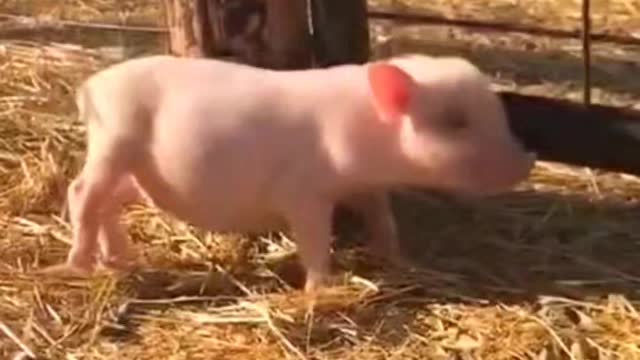 Little pig 🐷| funny little pig 🐷