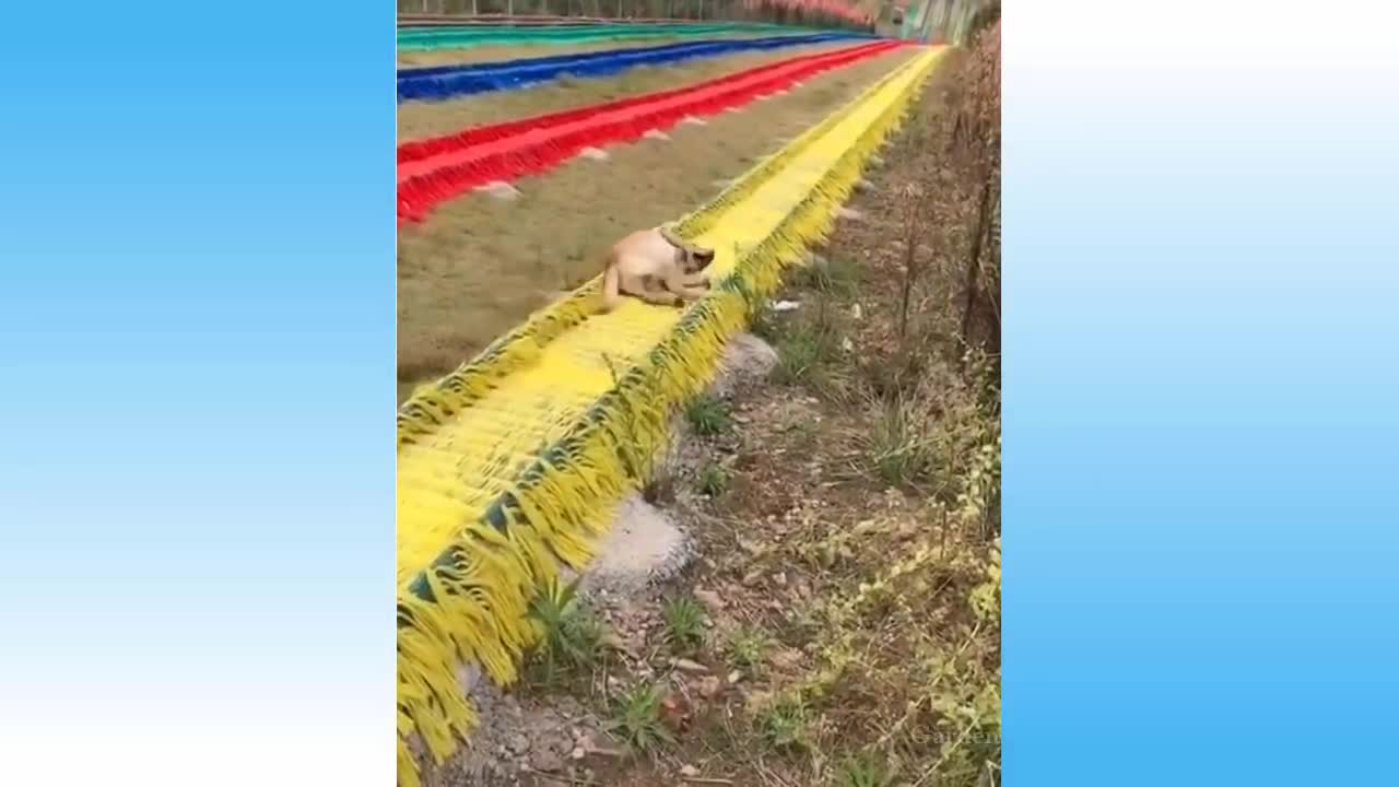Top Funny Cat Videos Of The Week - Try Not To Laugh