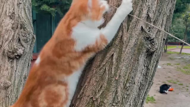 cat-playing-on-a-tree-trunk