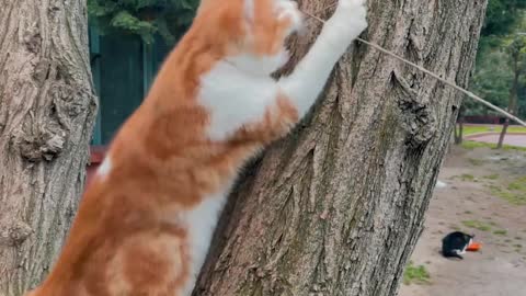 cat-playing-on-a-tree-trunk