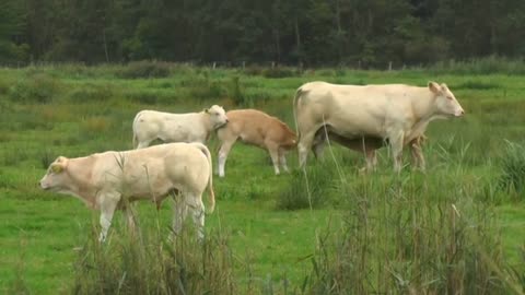 Cow calf cattle animals